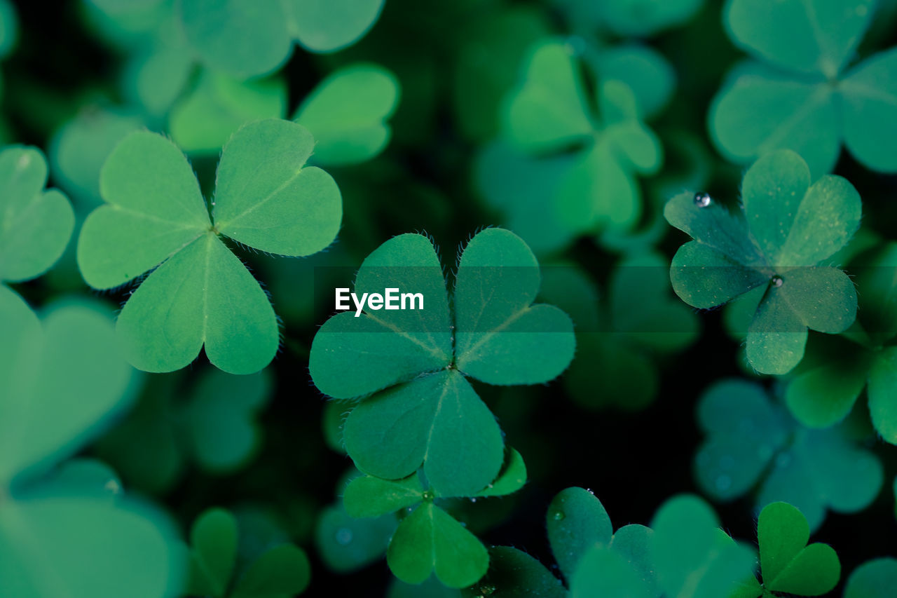 Clover leaves for green background with three-leaved shamrocks. st patrick's day background, holiday 