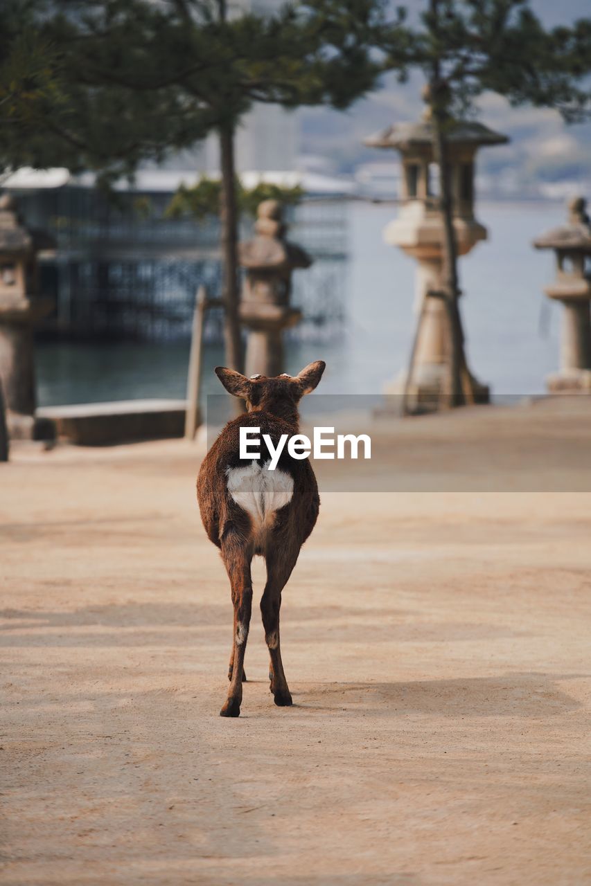 Portrait of dog standing outdoors