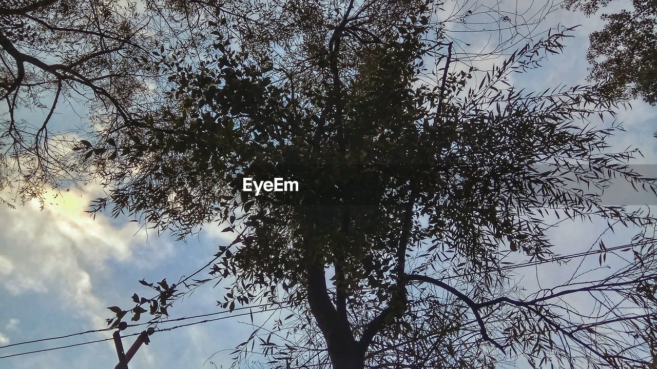 LOW ANGLE VIEW OF TREE BRANCHES AGAINST SKY