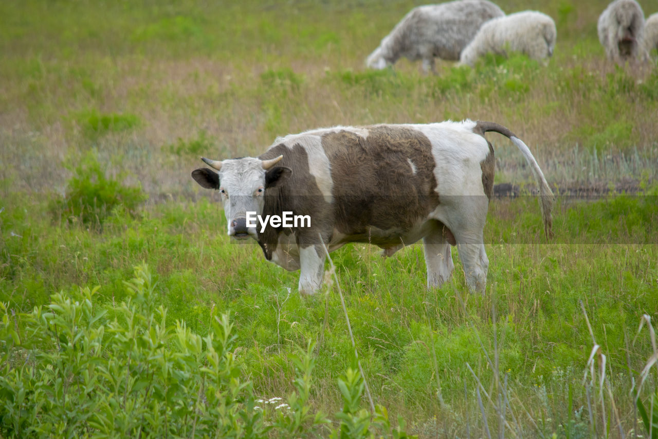 COWS IN A FIELD