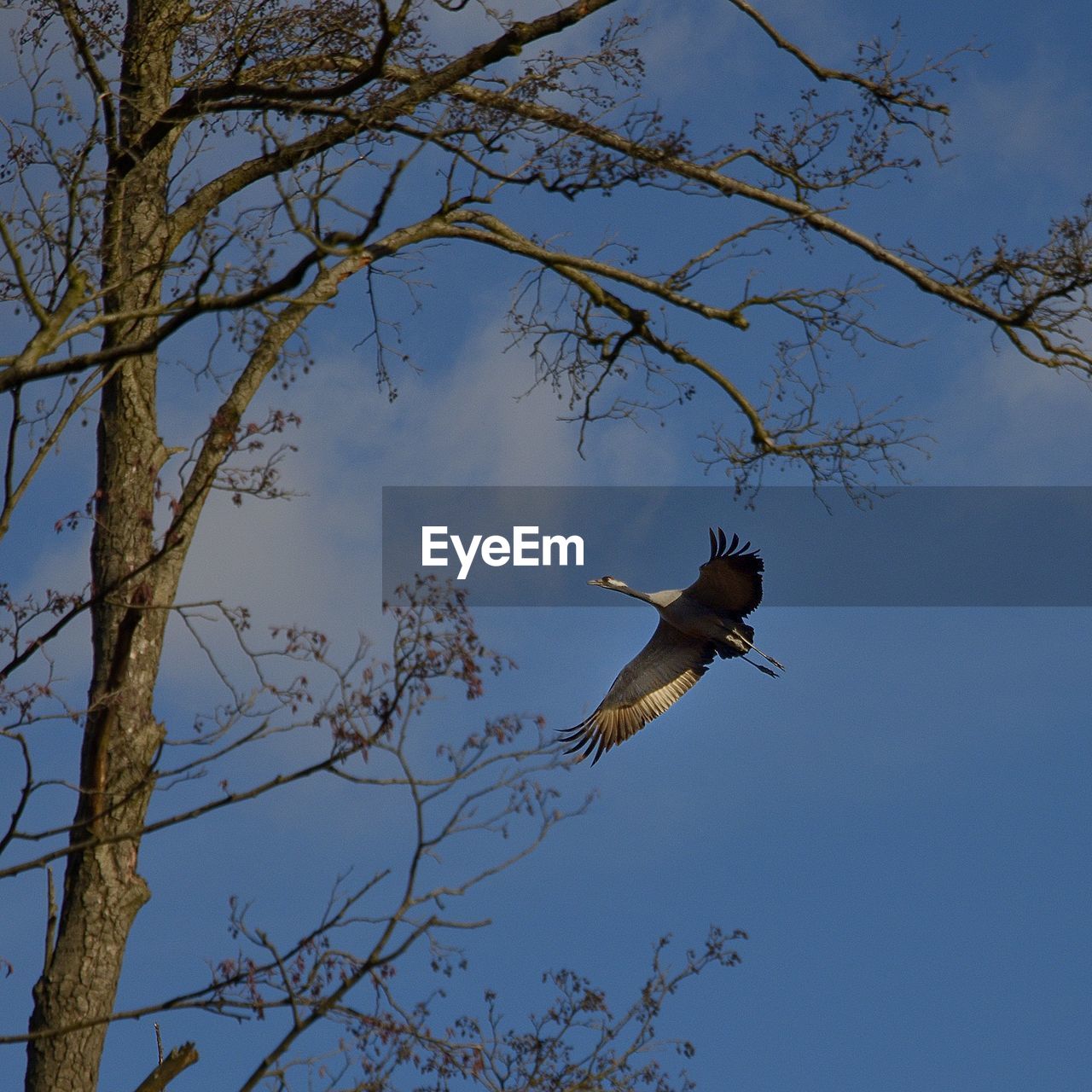 LOW ANGLE VIEW OF BIRD ON BRANCH AGAINST SKY