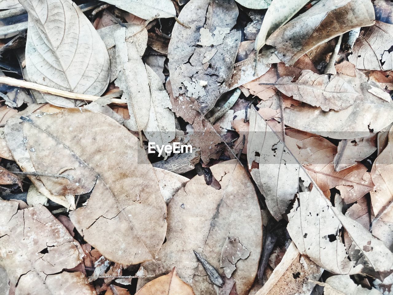 Full frame shot of dried autumn leaves on land