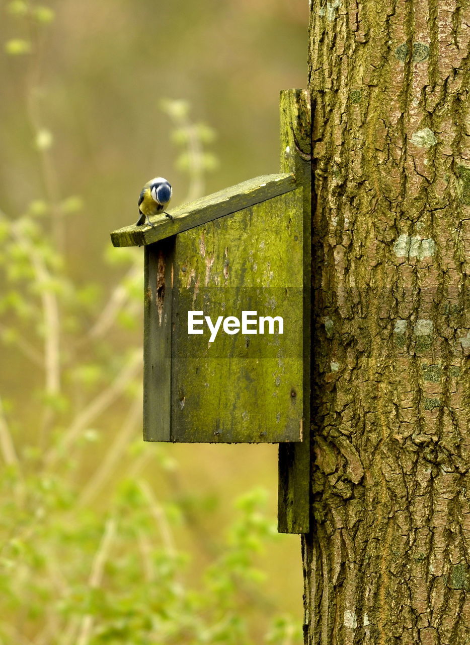 CLOSE-UP OF BIRD PERCHING ON WOODEN POST AGAINST TREE