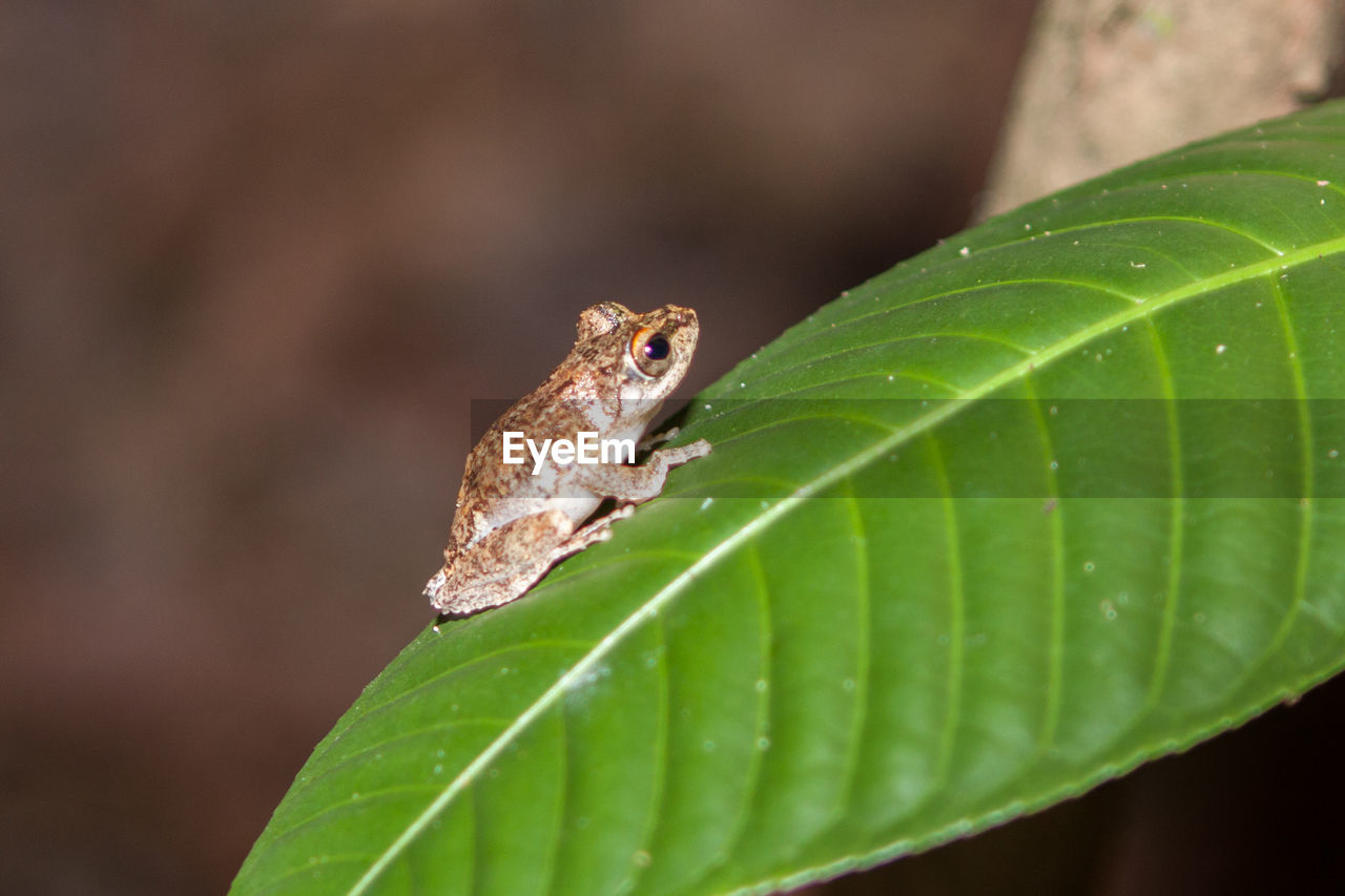 Close-up of small frog on plant leaf at night