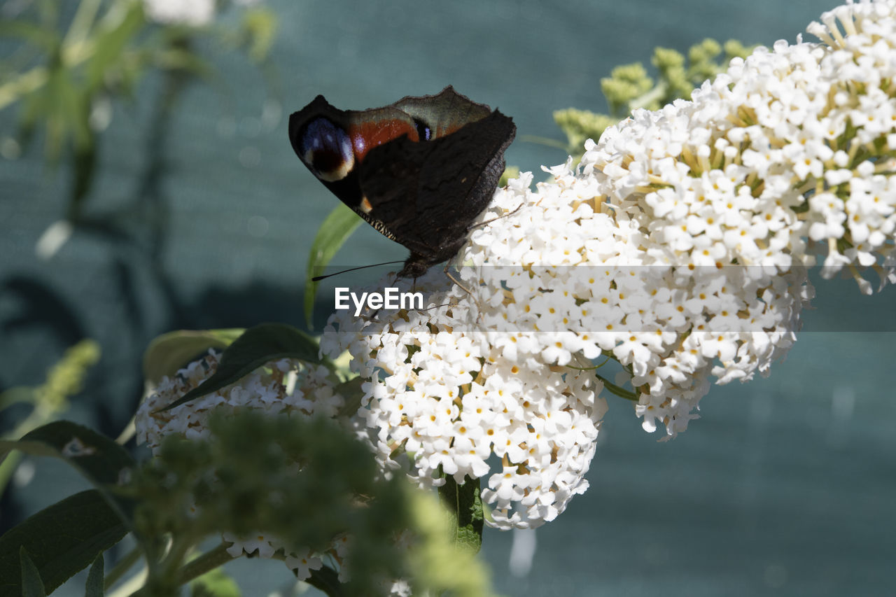 CLOSE-UP OF INSECT ON FLOWER