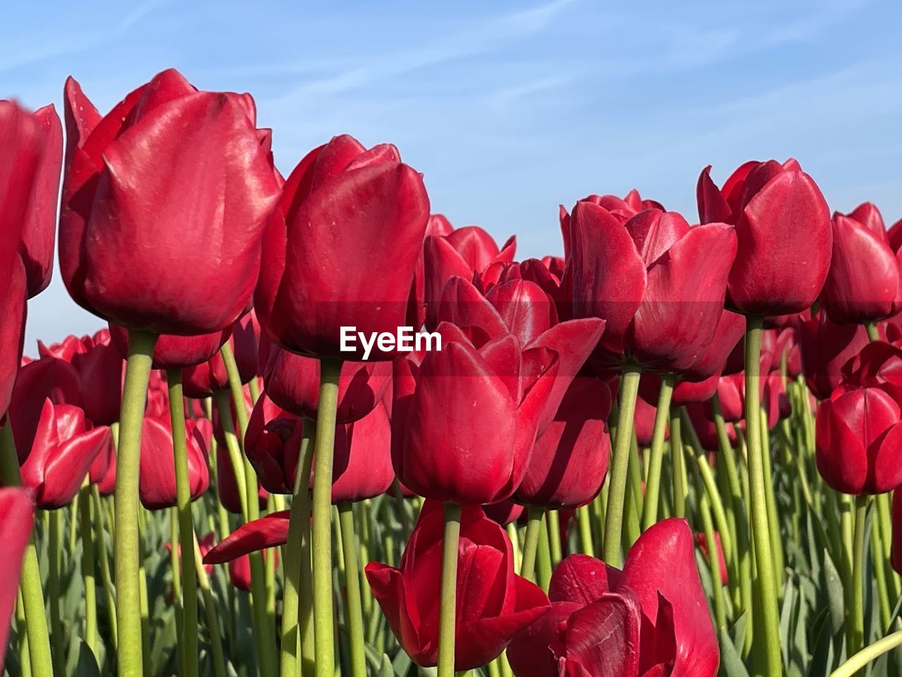 close-up of red tulip flowers