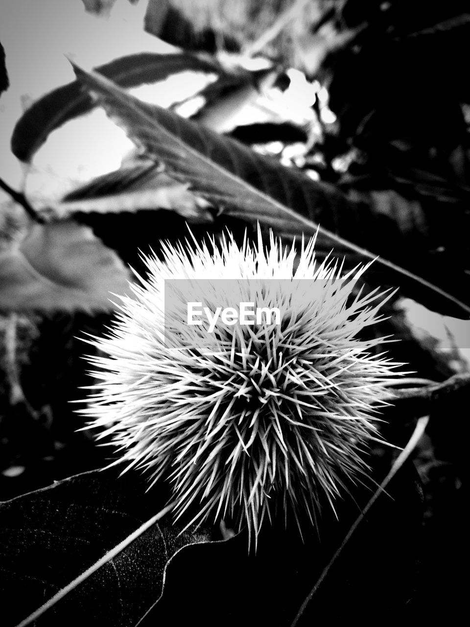 CLOSE-UP OF DRY PLANT