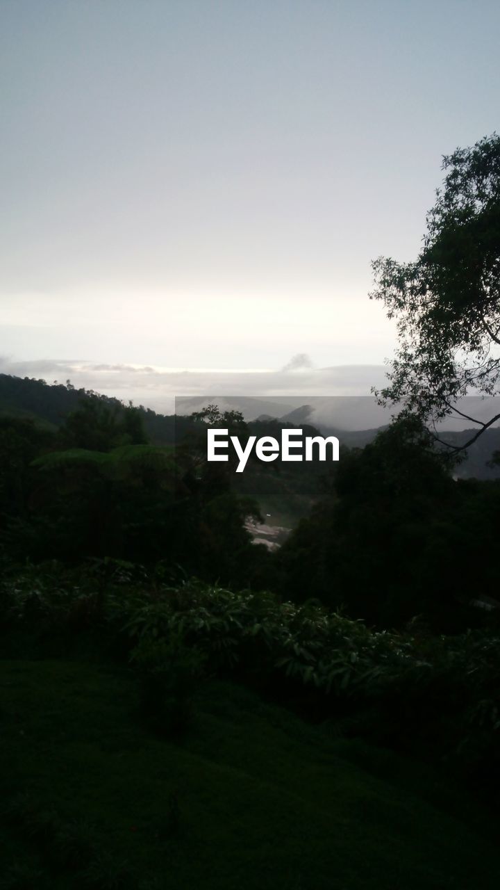 SCENIC VIEW OF TREES ON LANDSCAPE AGAINST SKY