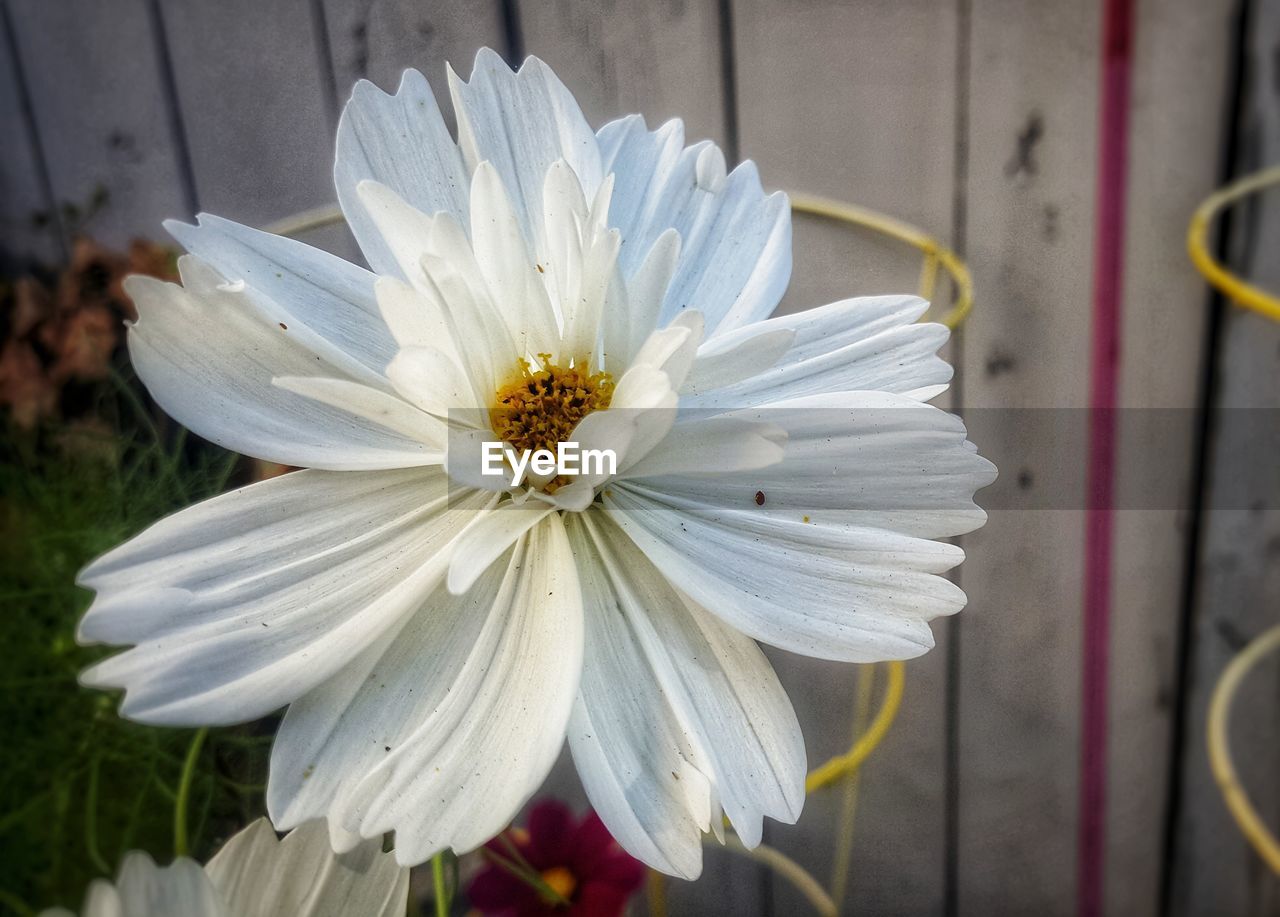 Close-up of white daisy flower