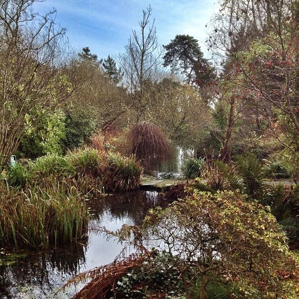 STREAM FLOWING THROUGH FOREST