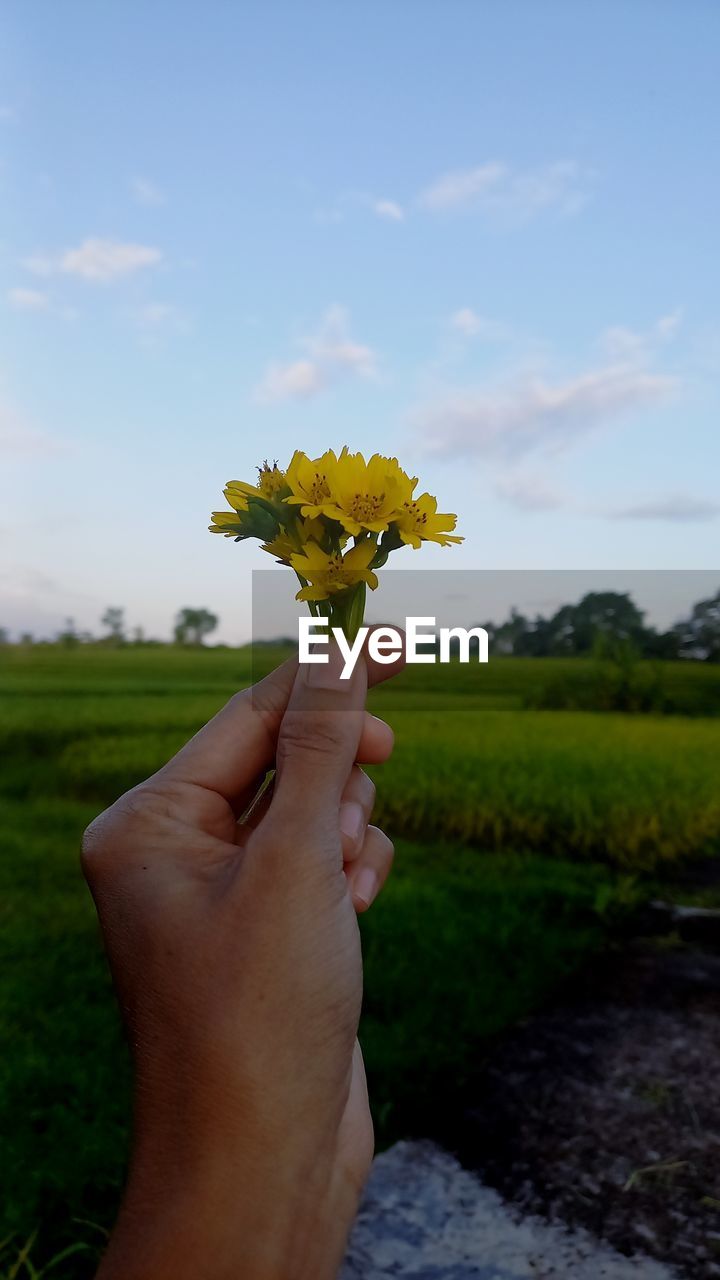 hand, plant, yellow, flower, holding, one person, nature, flowering plant, green, sky, grass, leaf, beauty in nature, freshness, tree, personal perspective, field, cloud, focus on foreground, day, sunlight, close-up, outdoors, fragility, growth, finger, adult, meadow, landscape, leisure activity, environment, flower head, lifestyles, soil, rural scene, land