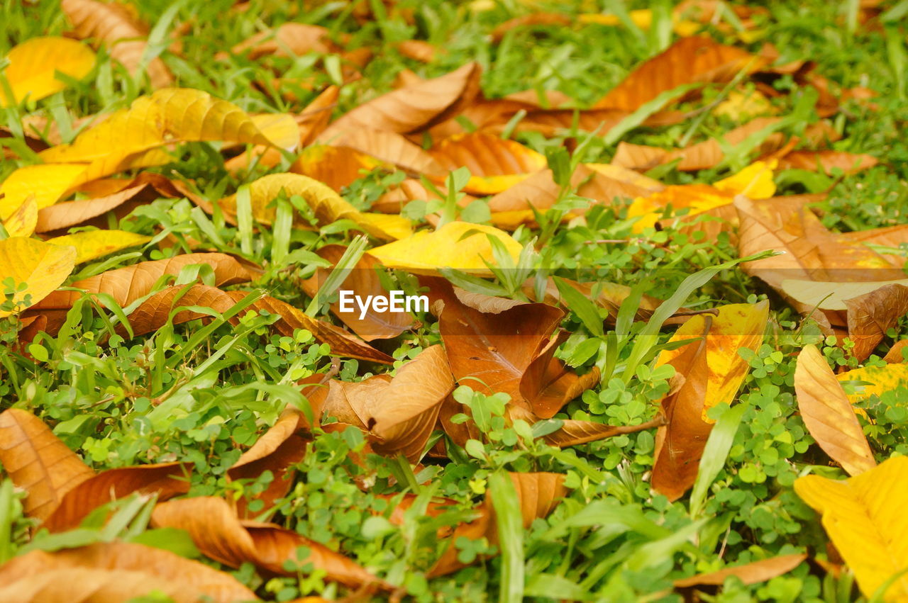 CLOSE-UP OF AUTUMN LEAVES ON PLANT