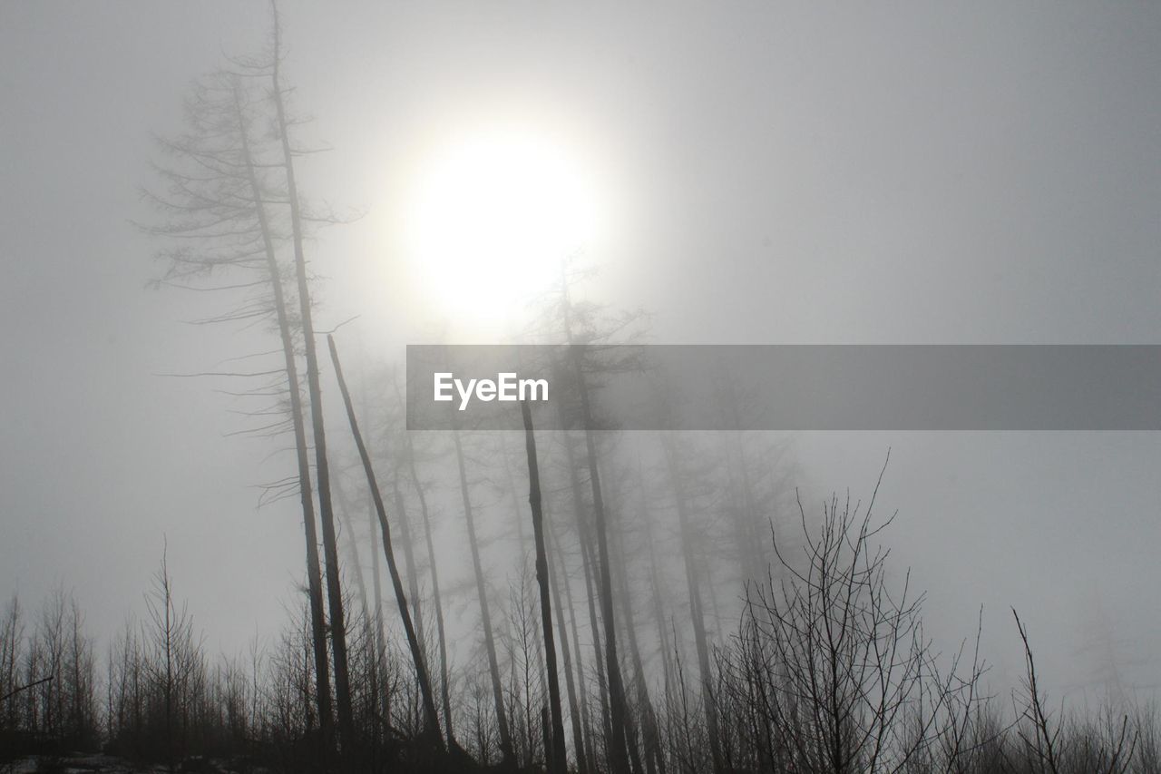 Bare trees on landscape against sky