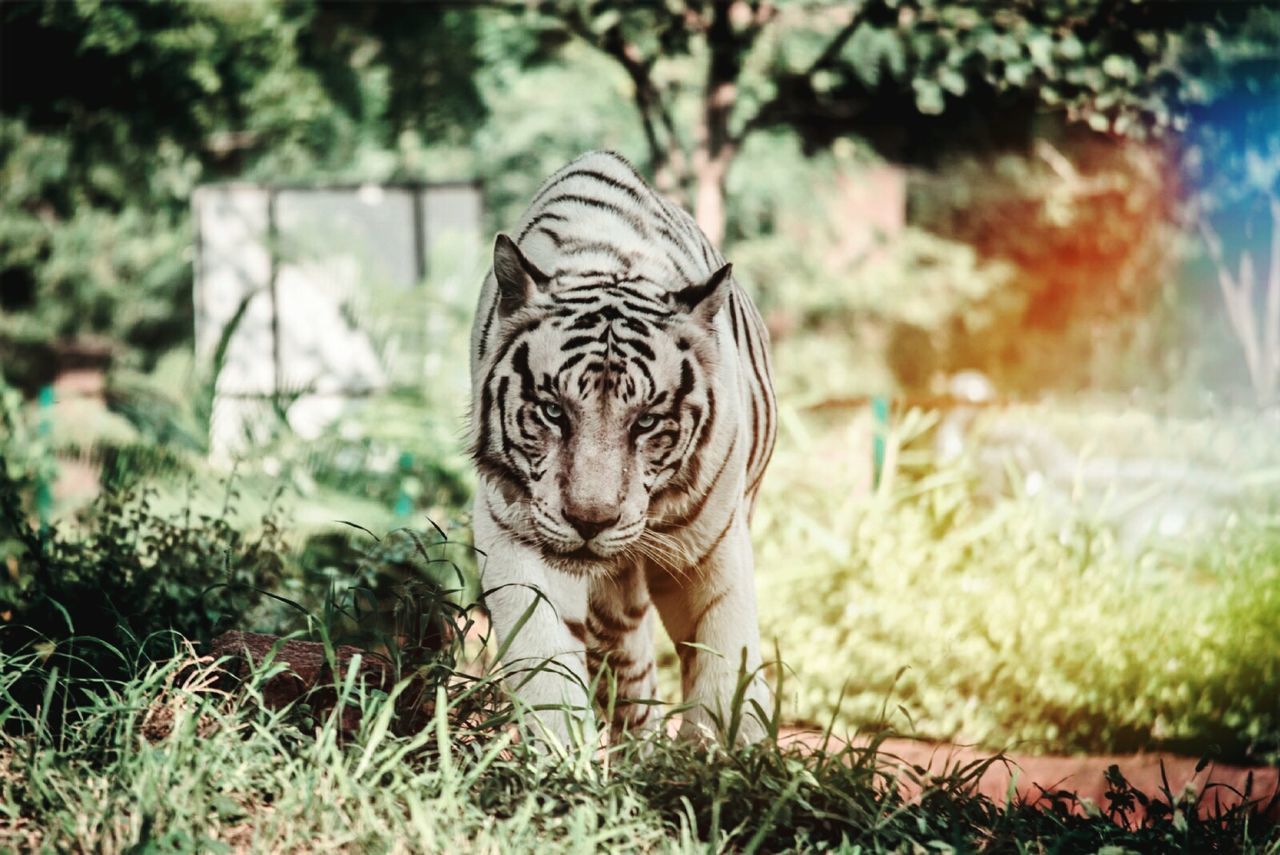 Tiger in forest