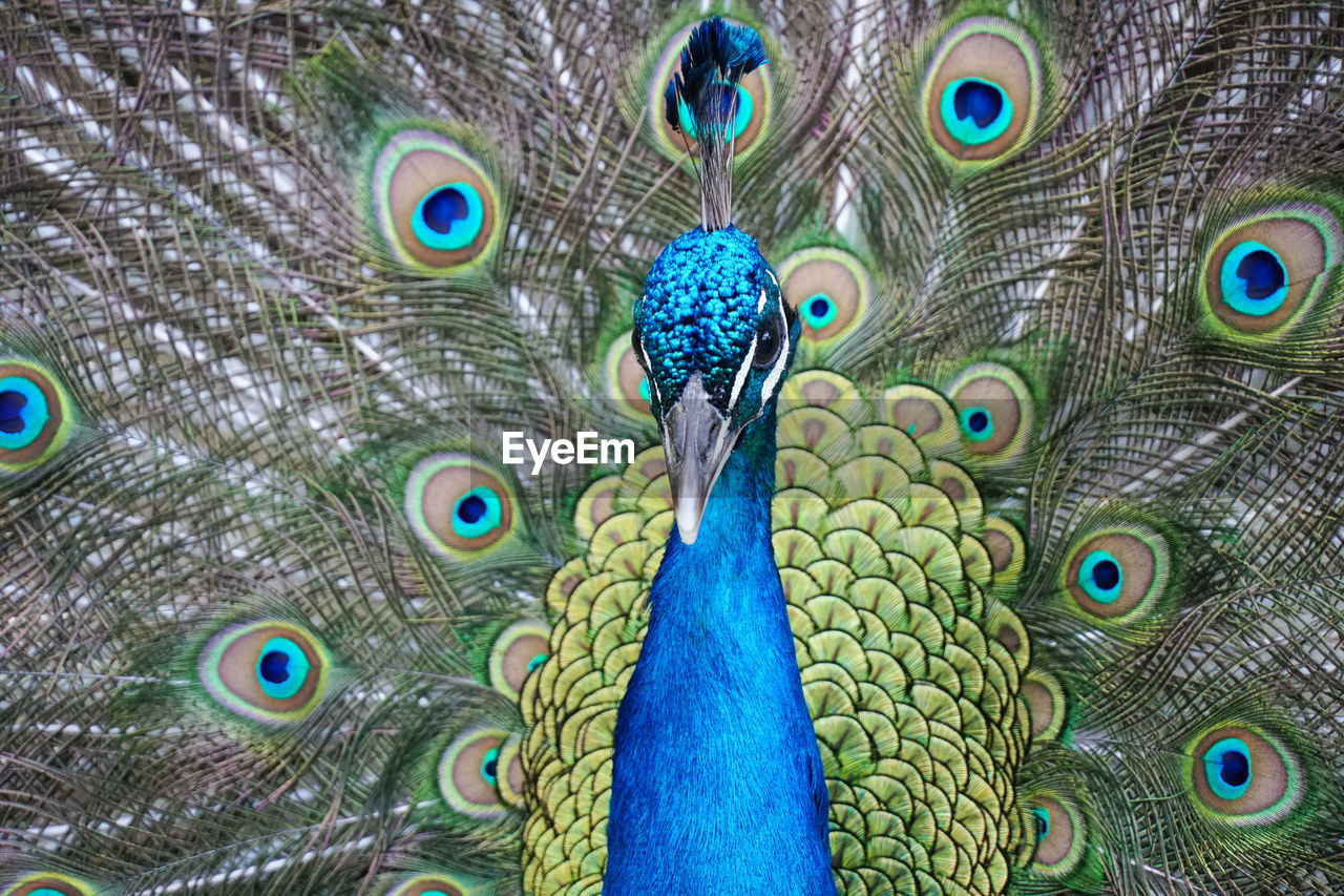 FULL FRAME SHOT OF PEACOCK FEATHERS