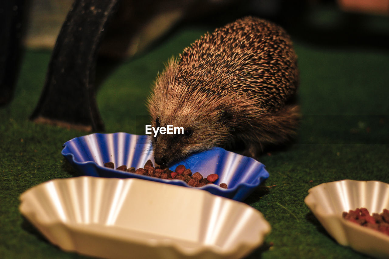 Close-up of hedgehog eating seeds from plate