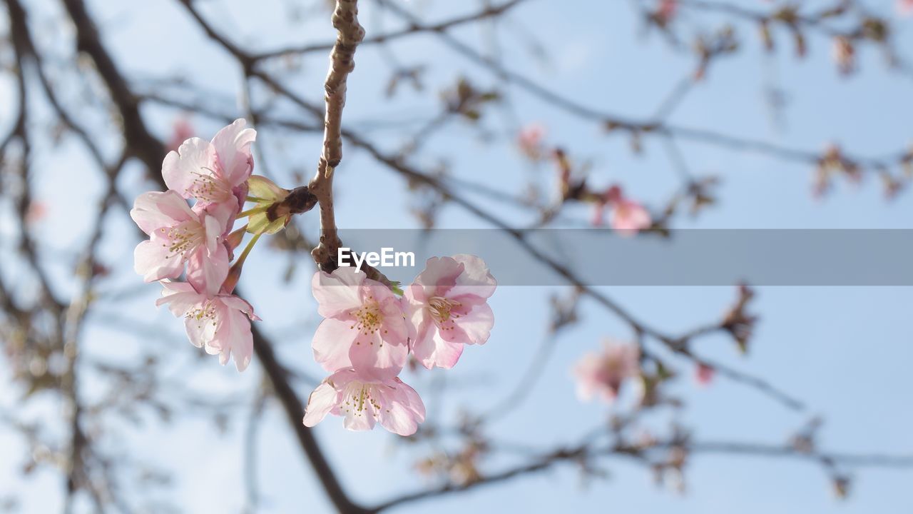 CLOSE-UP OF PINK CHERRY BLOSSOM ON TWIG