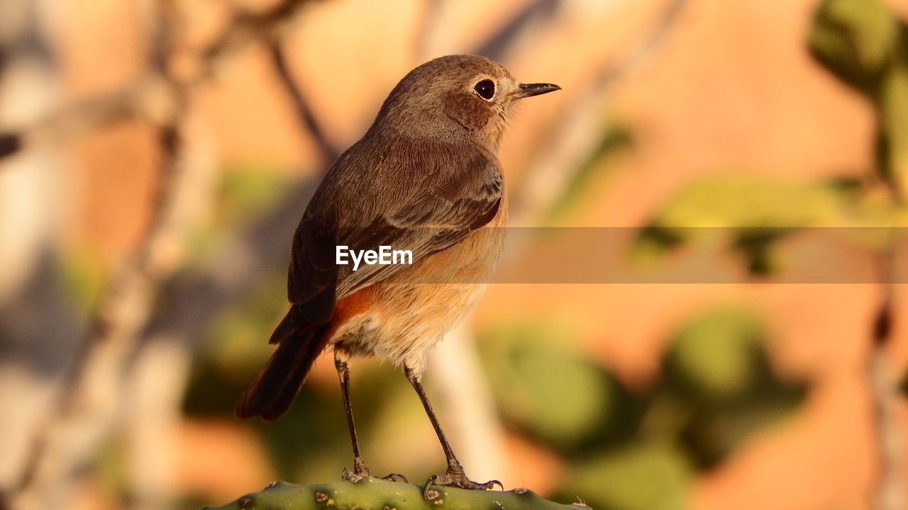 CLOSE-UP OF BIRD PERCHING ON PLANT