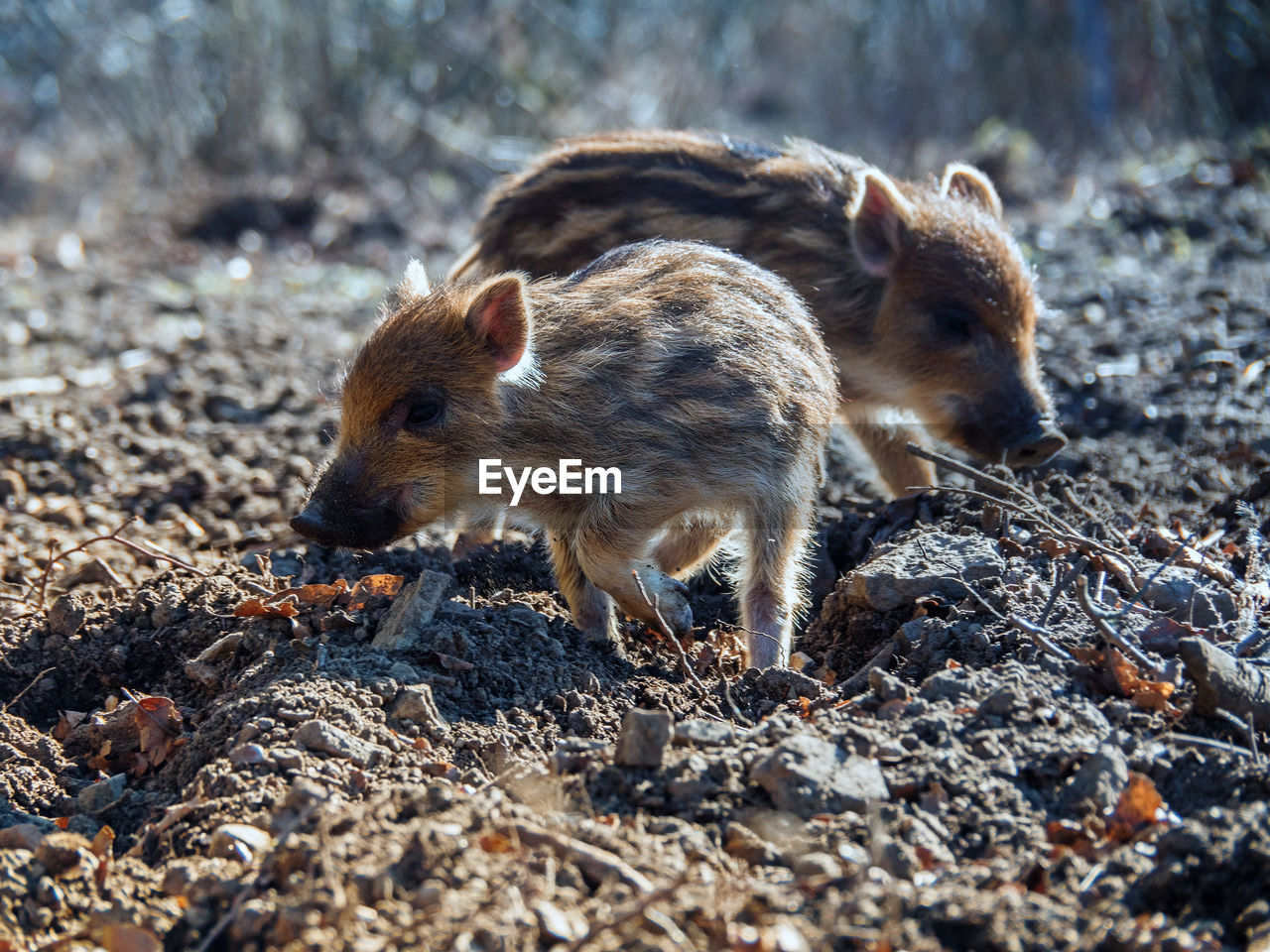 CLOSE-UP OF AN ANIMAL