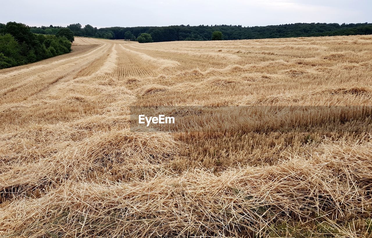 SCENIC VIEW OF AGRICULTURAL FIELD