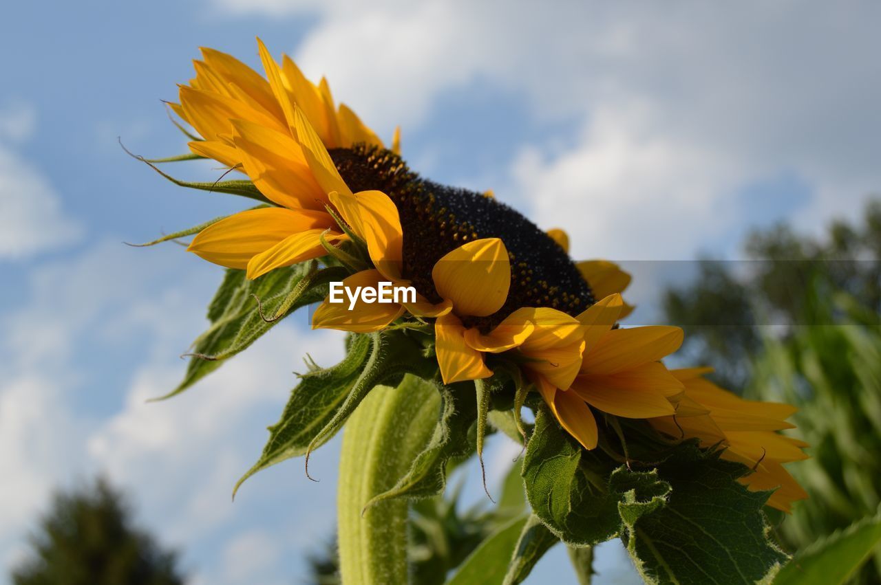 CLOSE-UP OF YELLOW FLOWERING PLANT AGAINST SKY