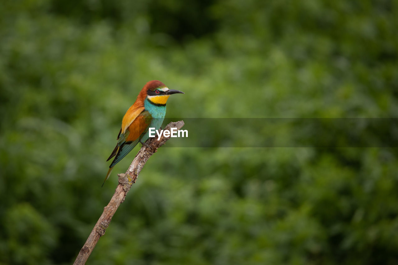 Colorful bee eaters birds in springtime.