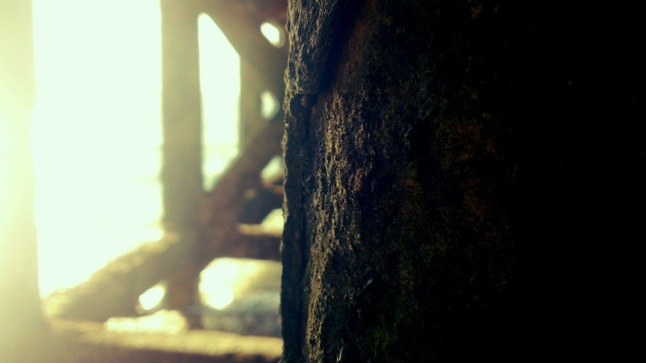 CLOSE-UP OF TREES