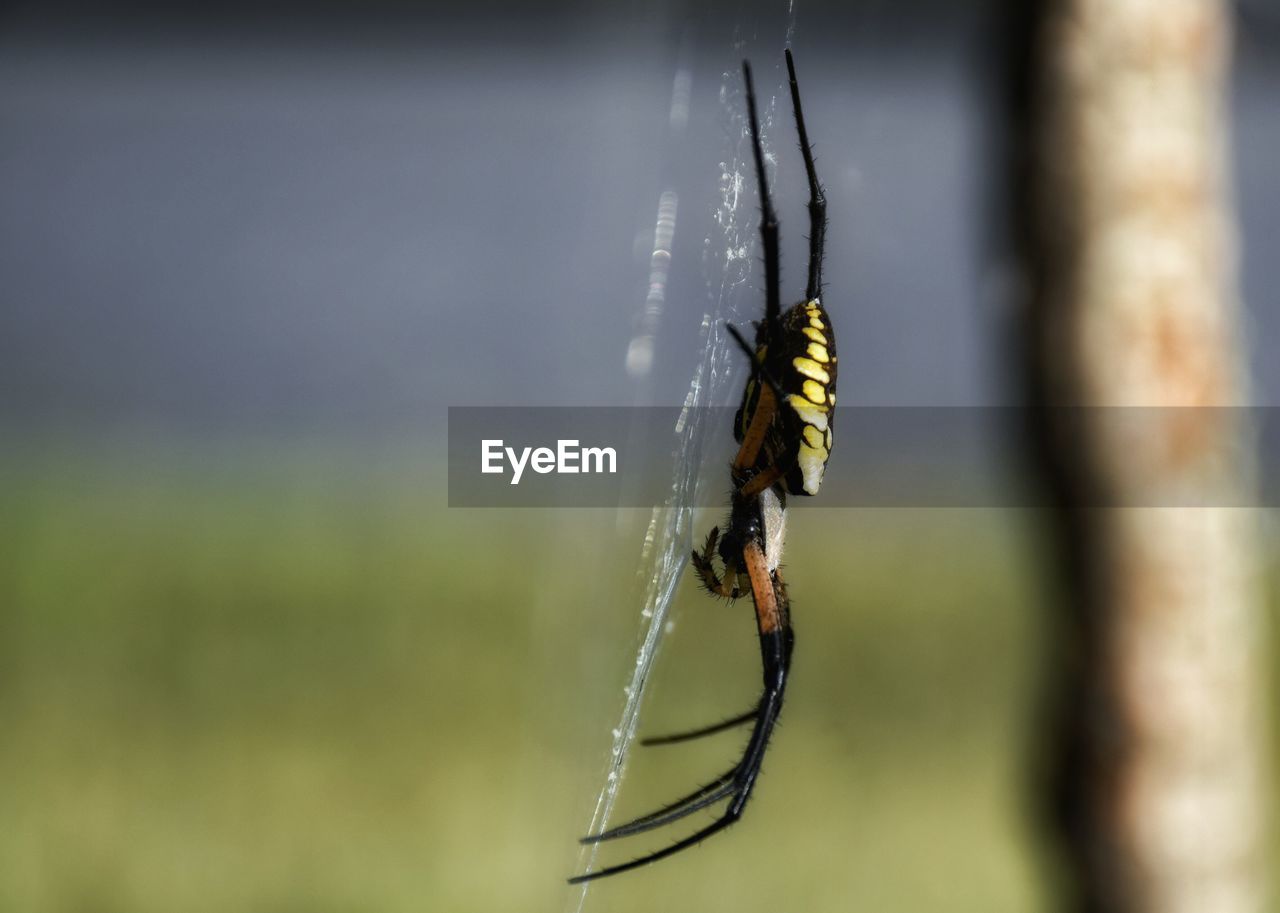 Close-up of spider on web