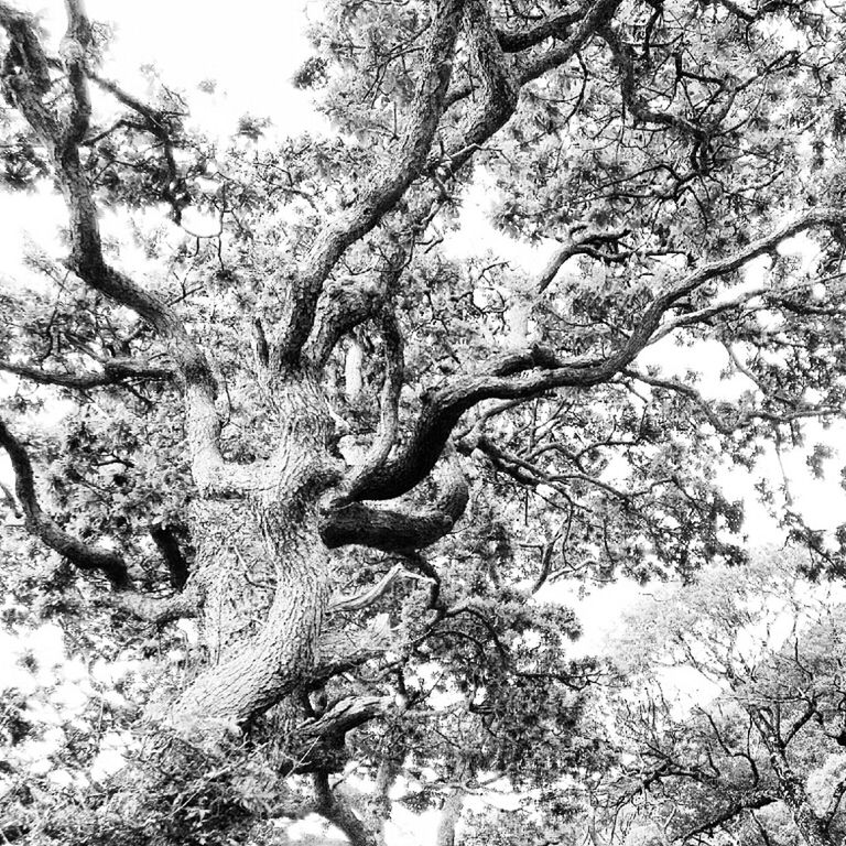 LOW ANGLE VIEW OF BARE TREES AGAINST SKY