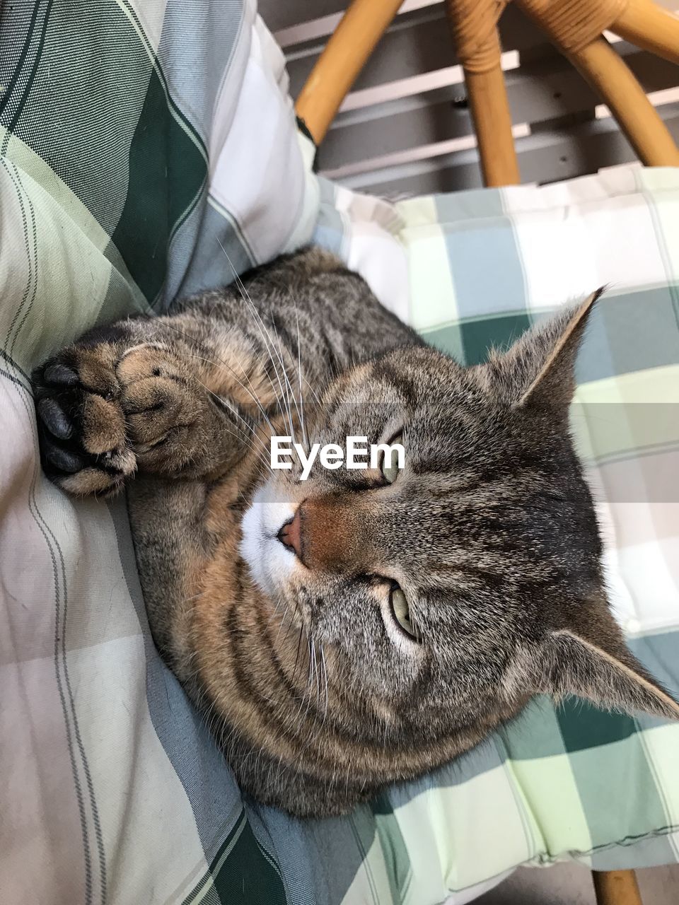 Close-up of cat sitting