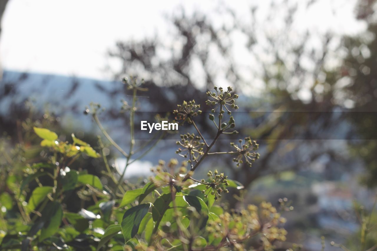 CLOSE-UP OF FLOWERING PLANT AGAINST TREE