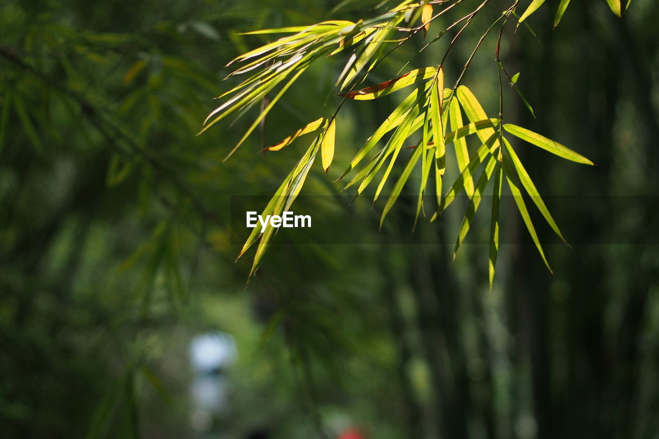 Close-up of green leaves against blurred background