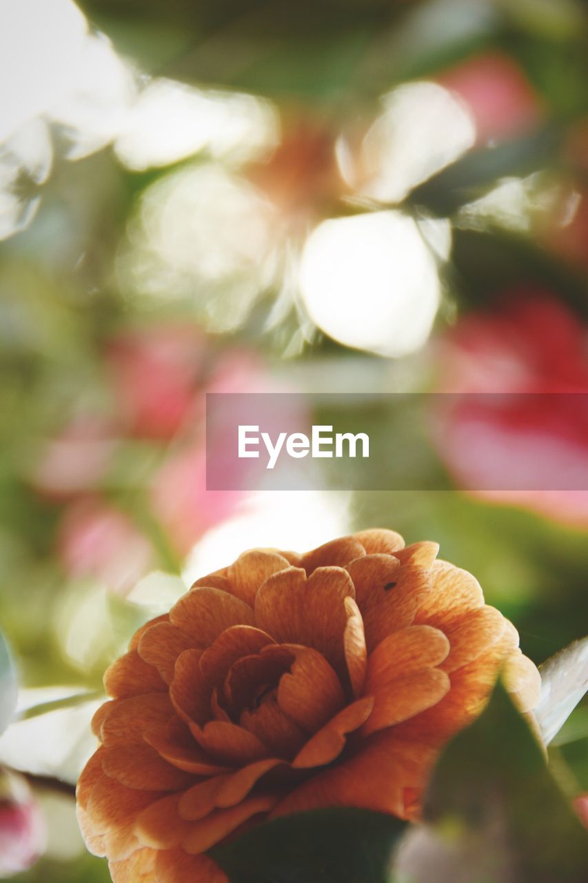 CLOSE-UP OF FLOWERS BLOOMING OUTDOORS