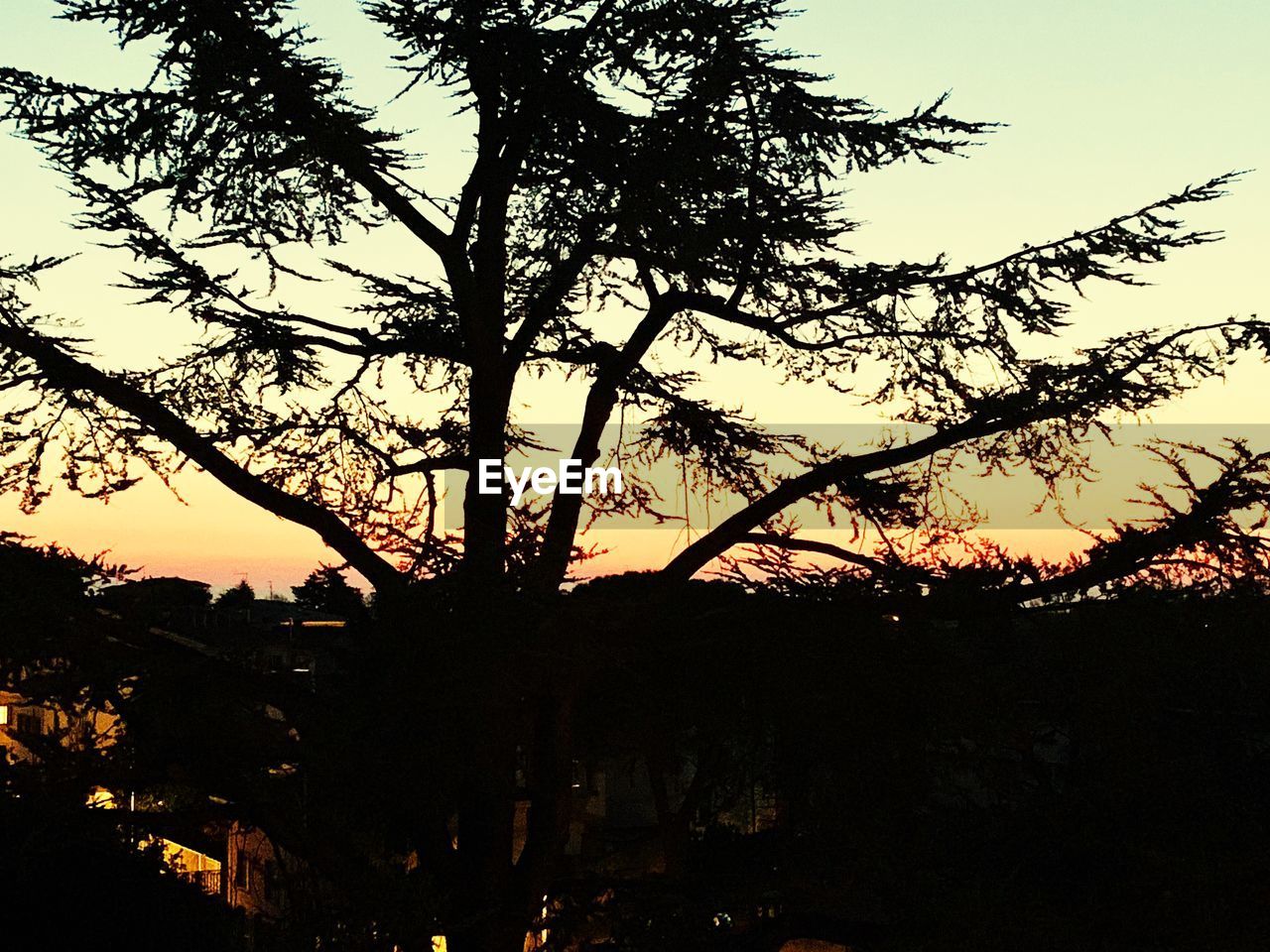 SILHOUETTE TREES AGAINST SKY DURING SUNSET