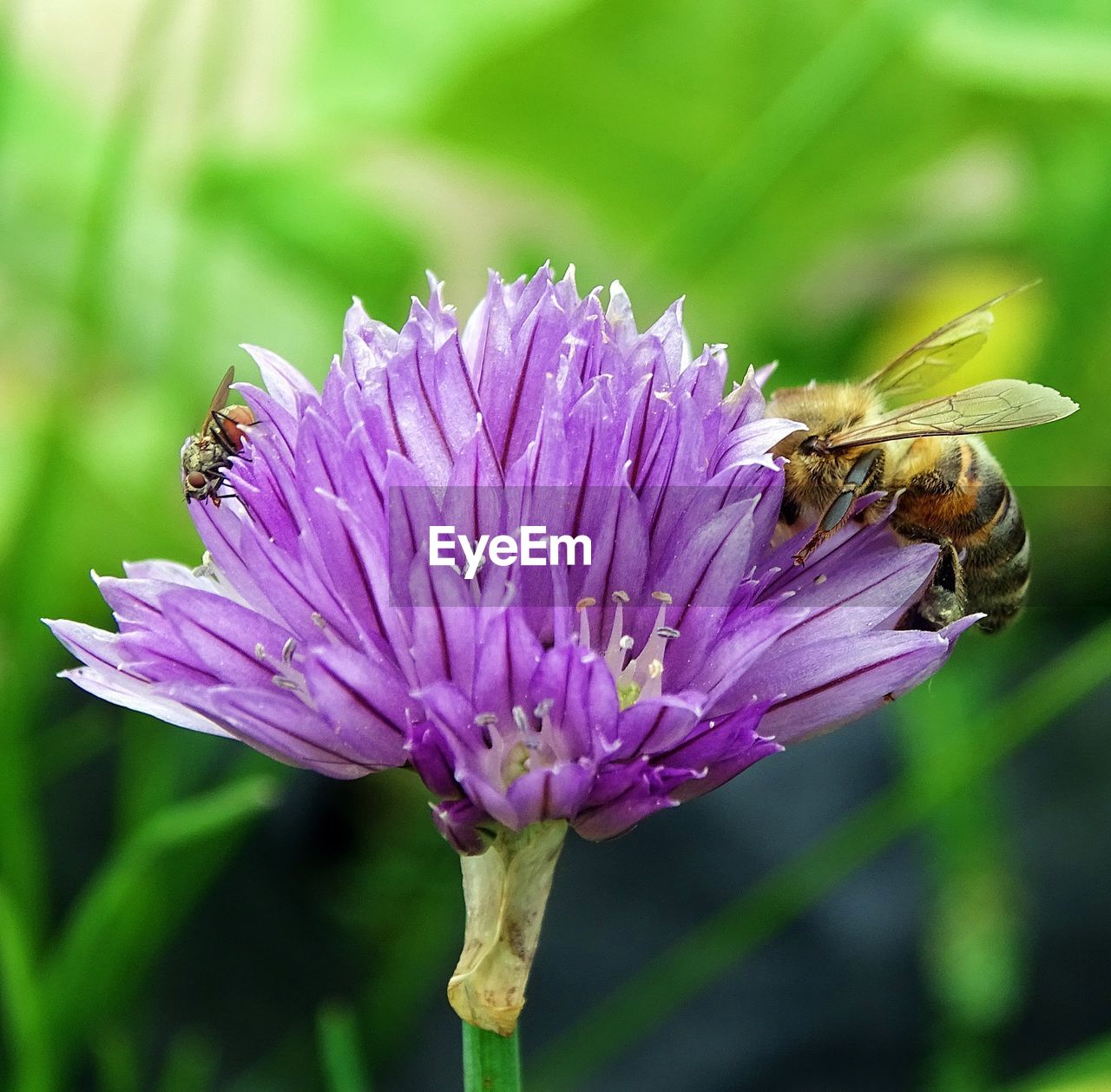 Close-up of insects on flower against blurred background