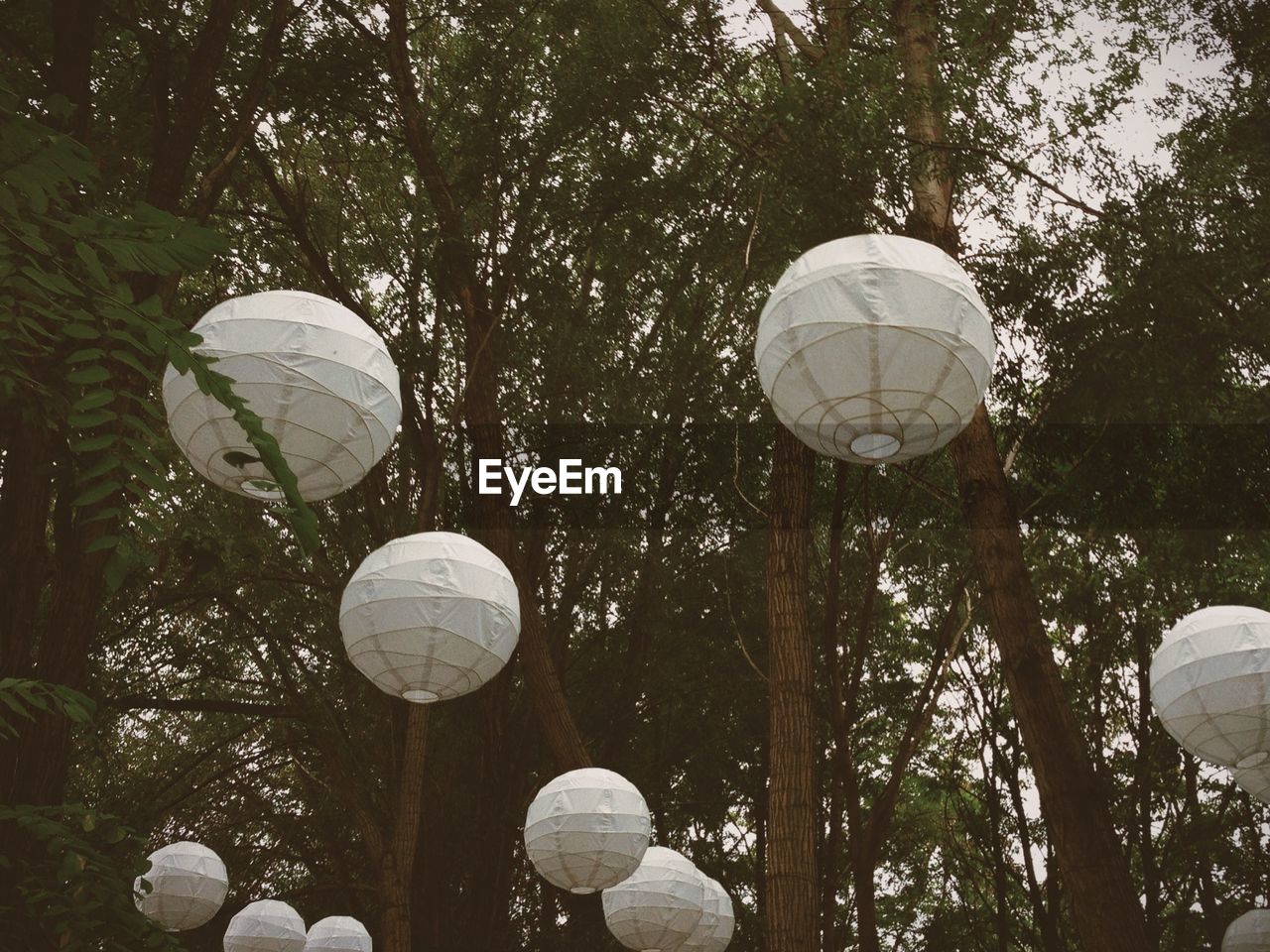 Low angle view of white lanterns hanging from tree