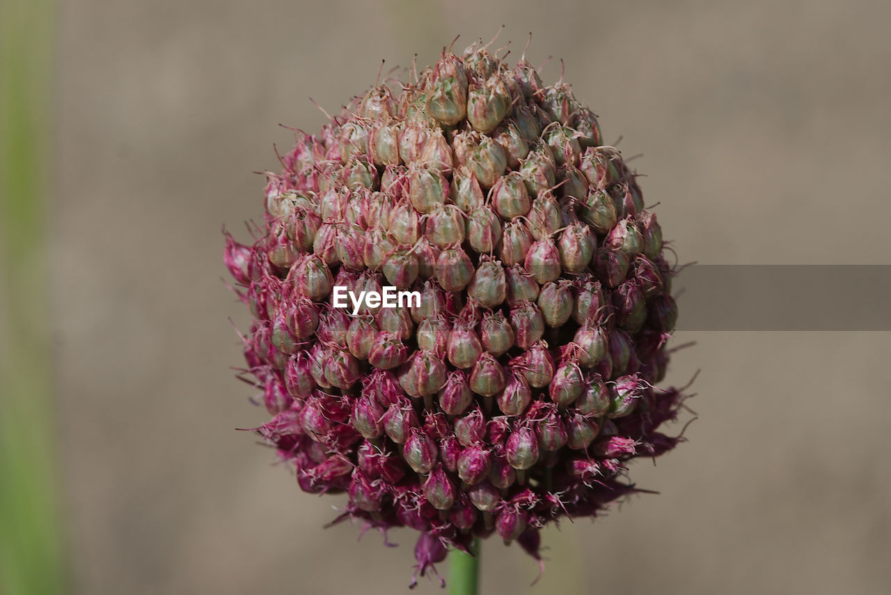 CLOSE-UP OF PINK FLOWERING PLANT AGAINST BLURRED BACKGROUND