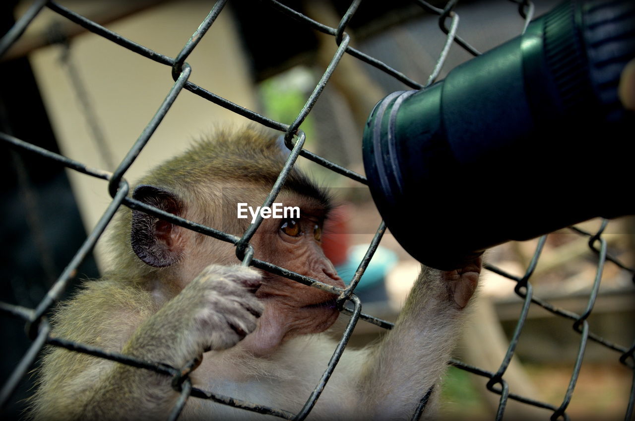 Close-up of monkey looking at lens in cage