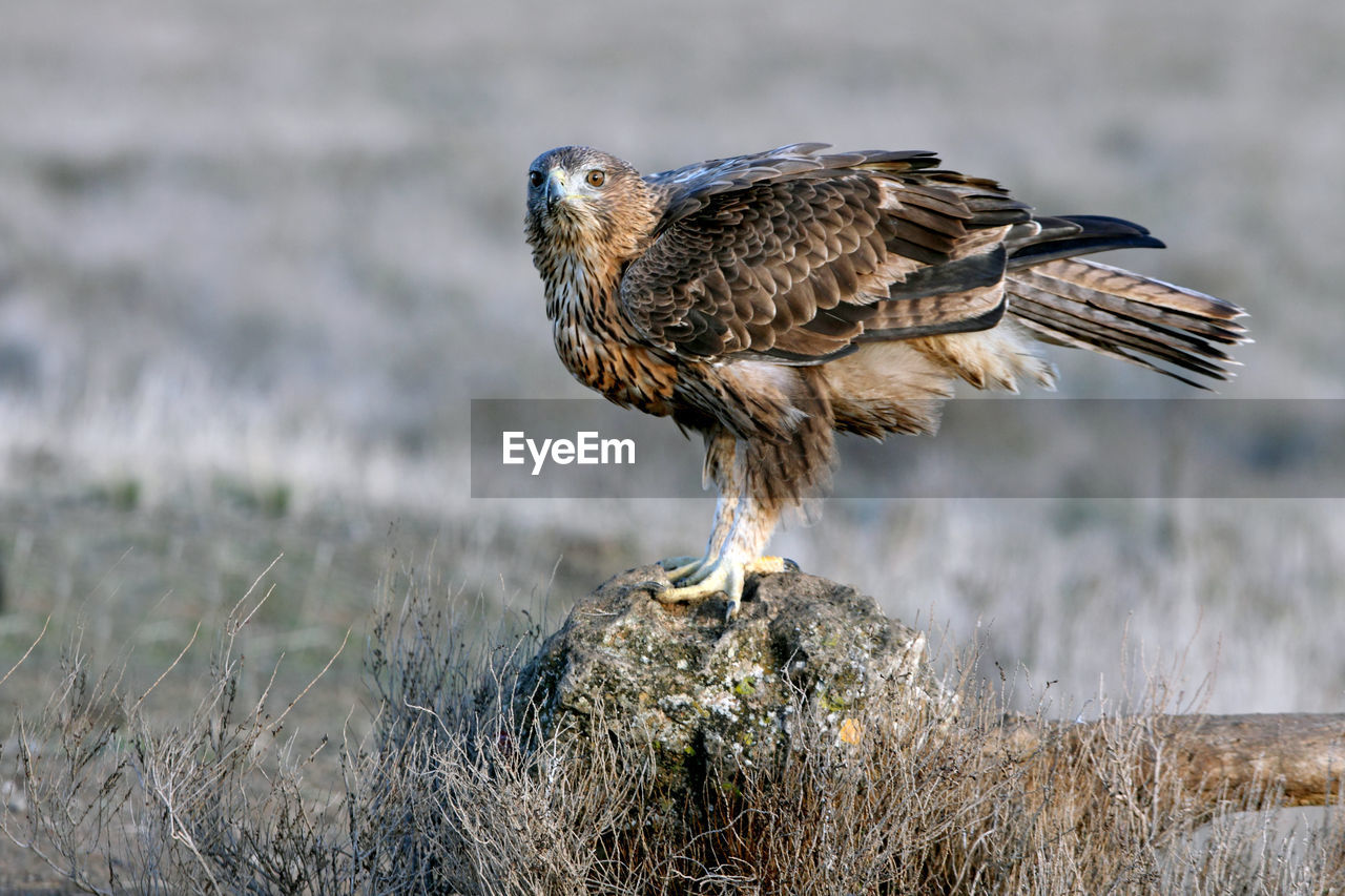 CLOSE-UP OF EAGLE PERCHING ON A LAND