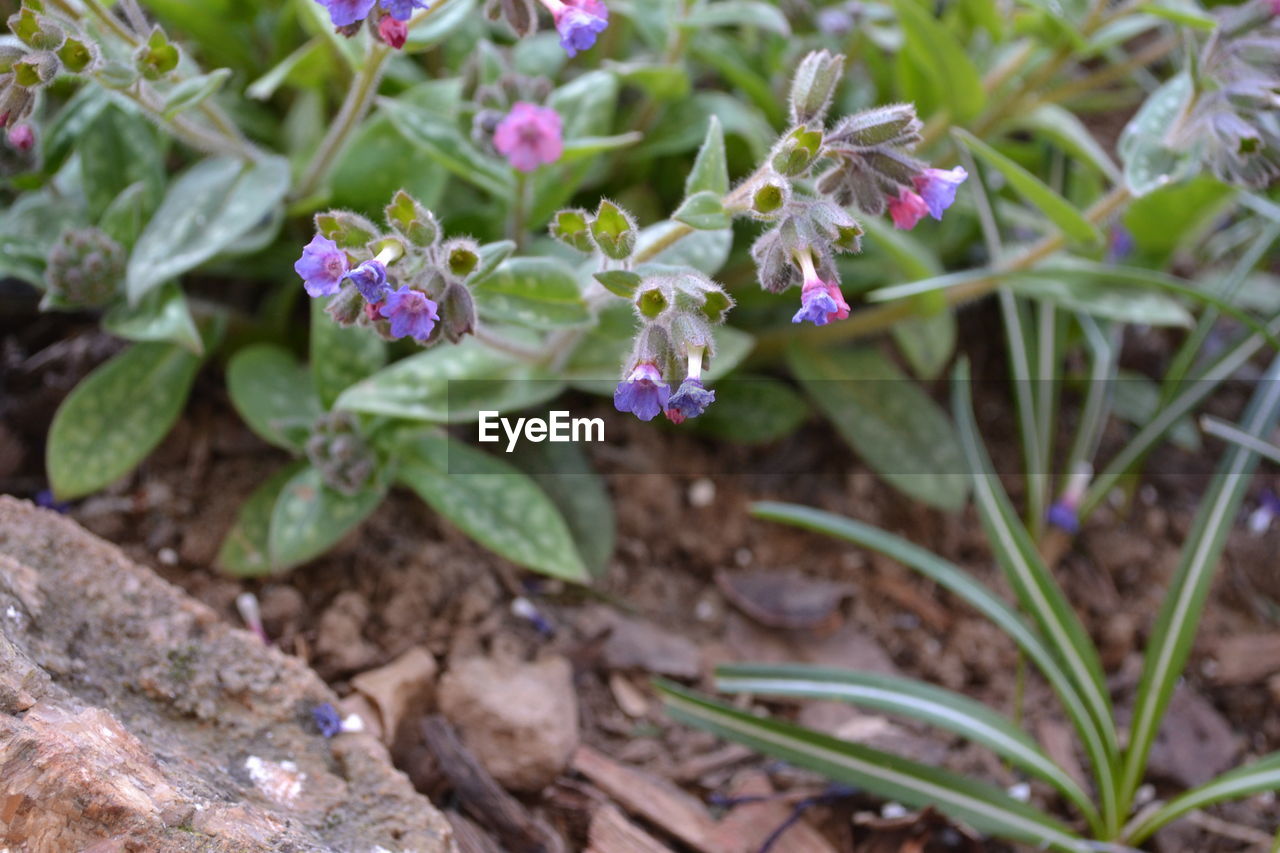 HIGH ANGLE VIEW OF PURPLE FLOWERING PLANT ON FIELD