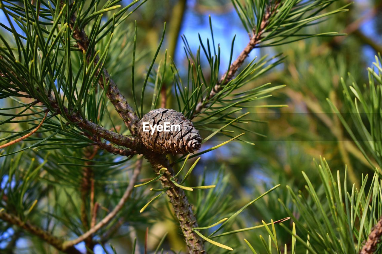 CLOSE-UP OF PINE CONE ON PLANT