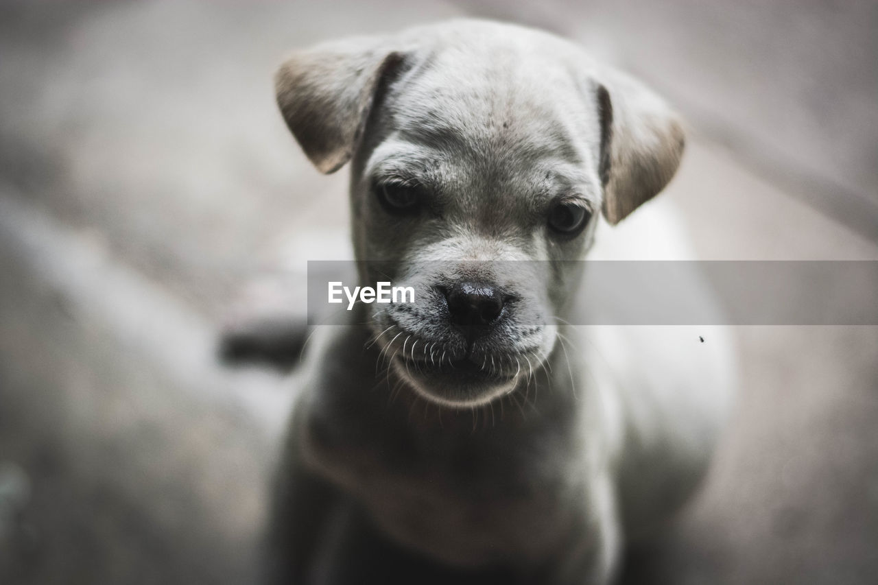 Close-up of puppy sitting on ground