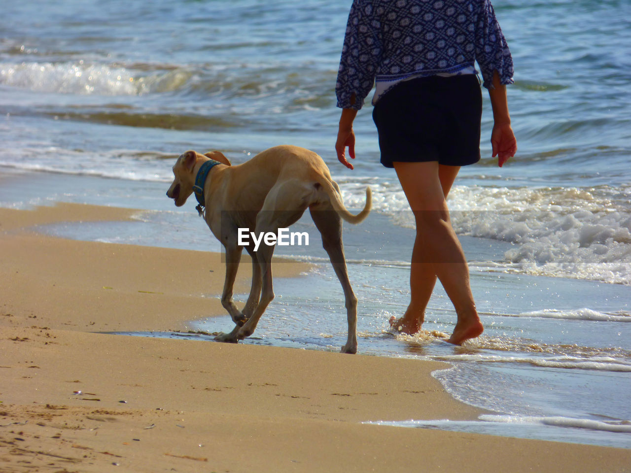 Low section of woman walking with greyhound on shore at beach