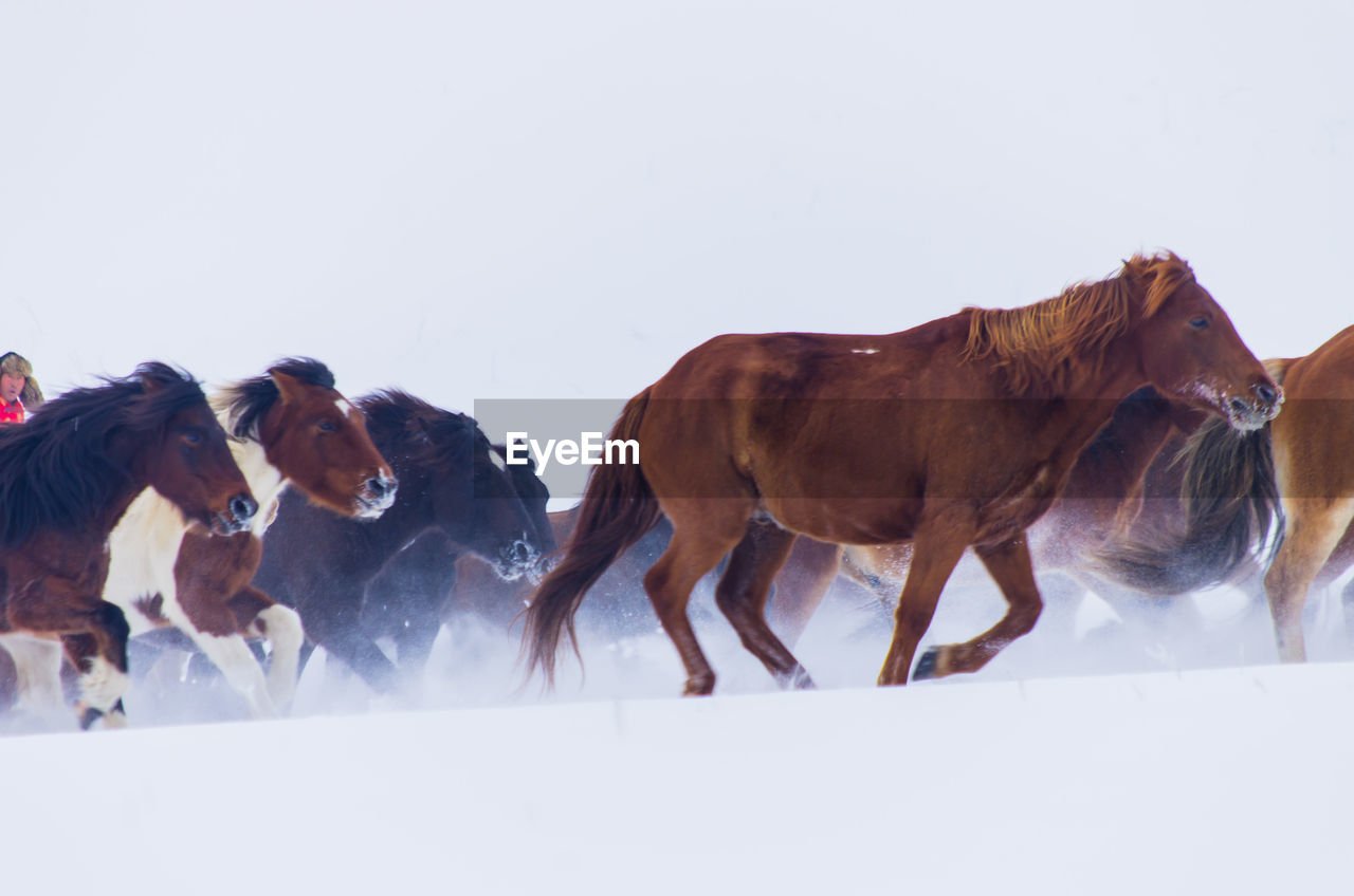 HORSES IN SNOW AGAINST CLEAR SKY