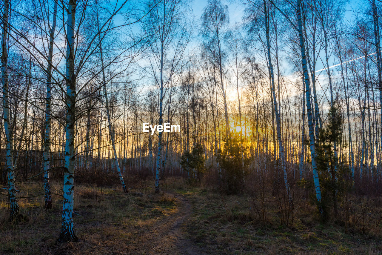 TREES IN FOREST DURING WINTER