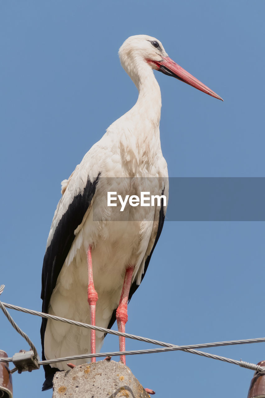 white stork, bird, animal themes, animal, animal wildlife, stork, wildlife, ciconiiformes, beak, sky, one animal, nature, clear sky, blue, perching, no people, day, low angle view, full length, outdoors, wing, animal body part, sunny