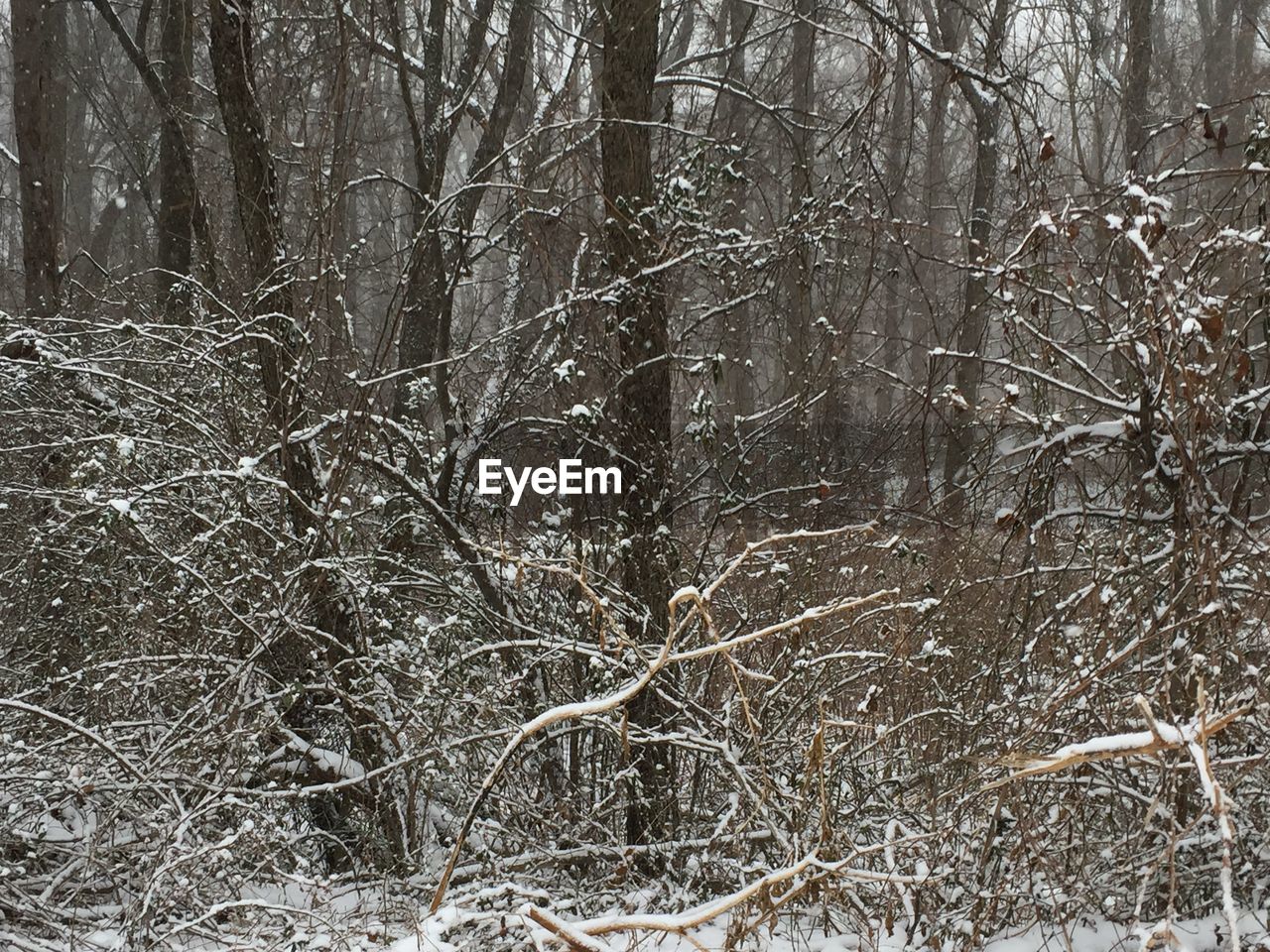 BARE TREES IN FOREST