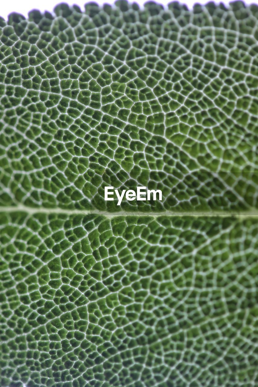 CLOSE-UP VIEW OF GREEN PATTERN