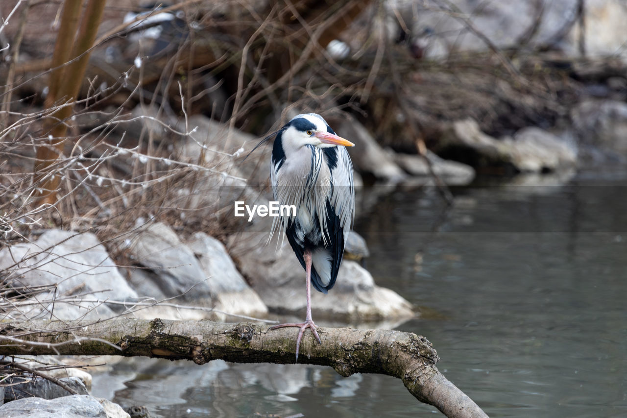 bird, animal themes, animal, animal wildlife, wildlife, one animal, nature, water, perching, lake, tree, no people, water bird, day, heron, outdoors, winter, beauty in nature, focus on foreground, branch, beak, plant