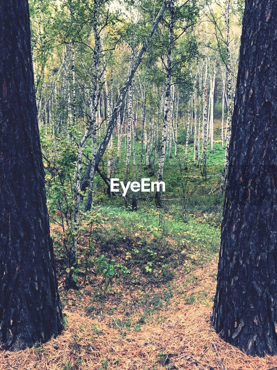 TREES AND FOREST IN SUNLIGHT